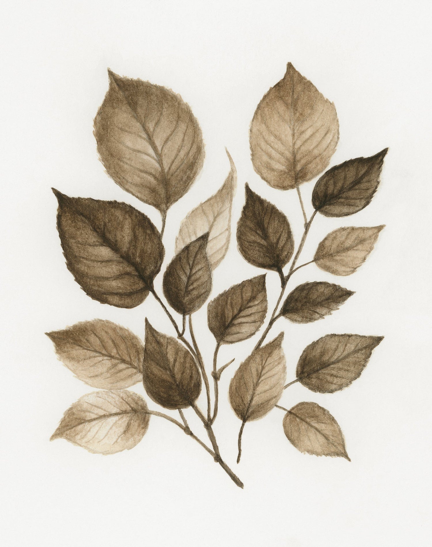 Botanical