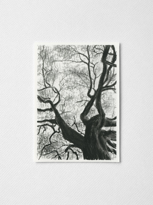 Tree Branches Black I