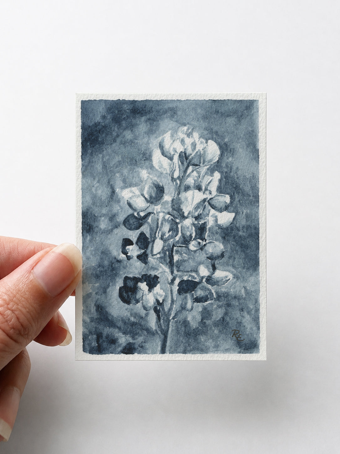 Bluebonnet Field II