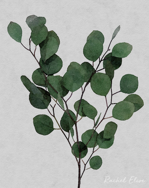 Eucalyptus Leaf Stem Green - Art Print